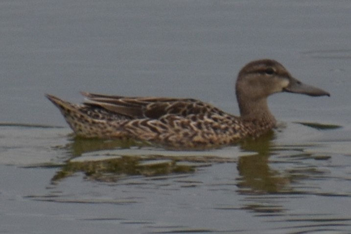 Blue-winged Teal - ML636632120