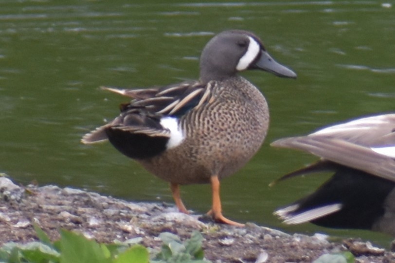 Blue-winged Teal - ML636632121