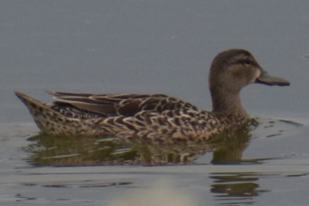 Blue-winged Teal - ML636632122