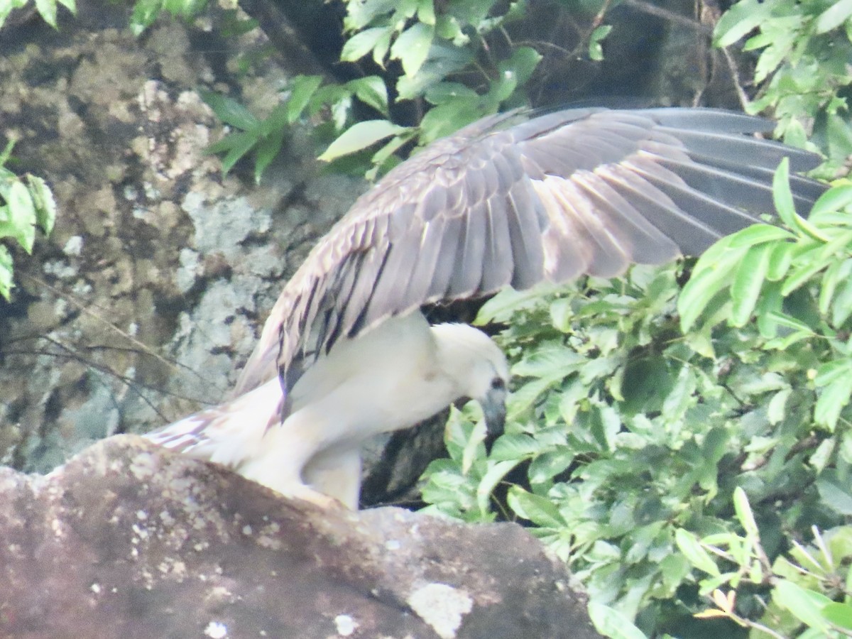 White-bellied Sea-Eagle - ML636632135