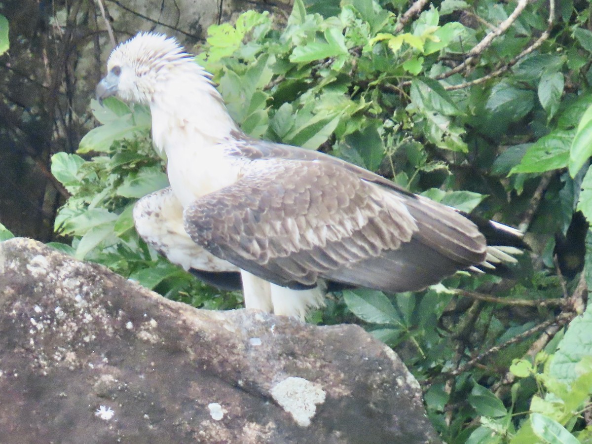 White-bellied Sea-Eagle - ML636632139