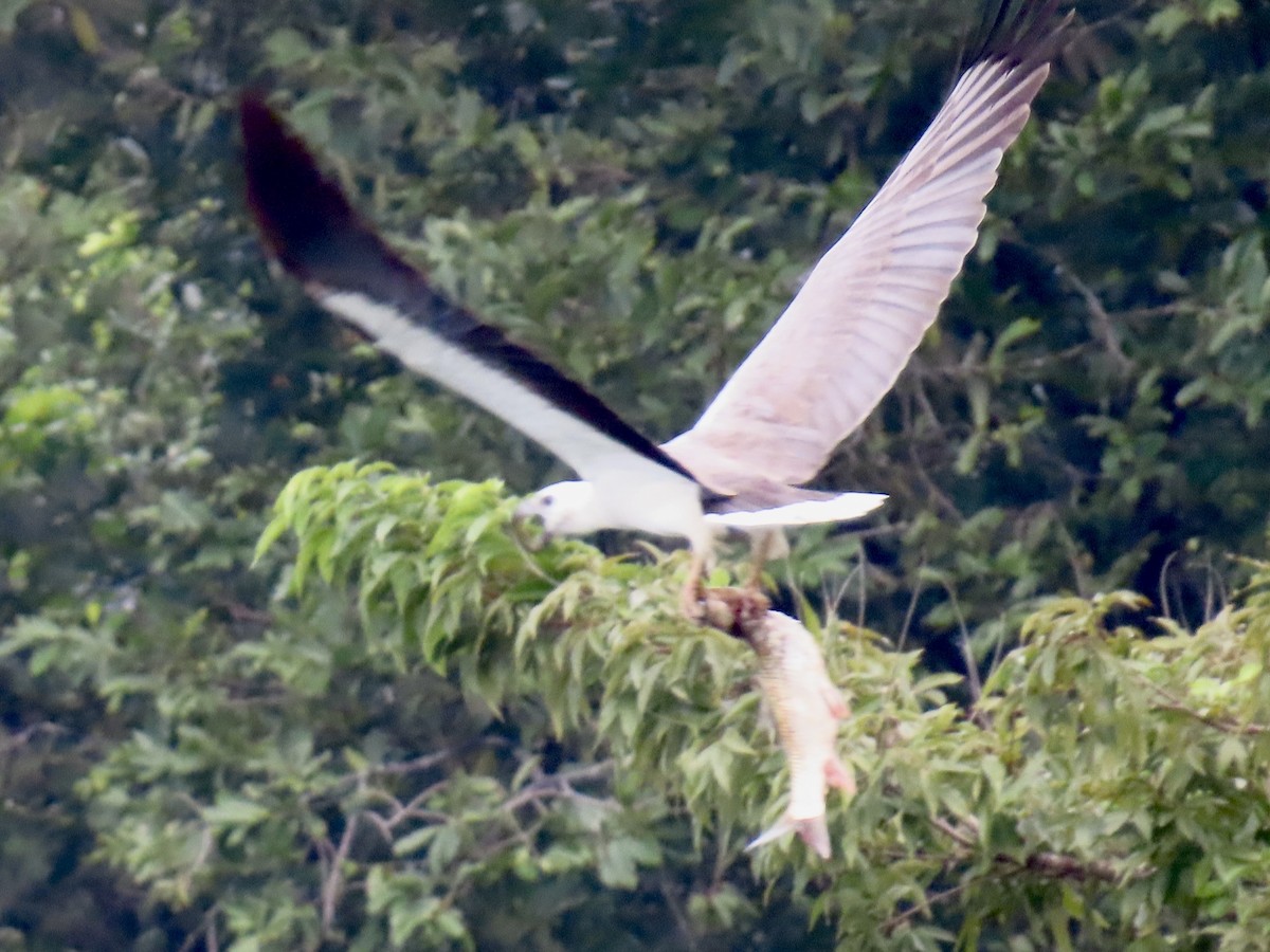 White-bellied Sea-Eagle - ML636632157