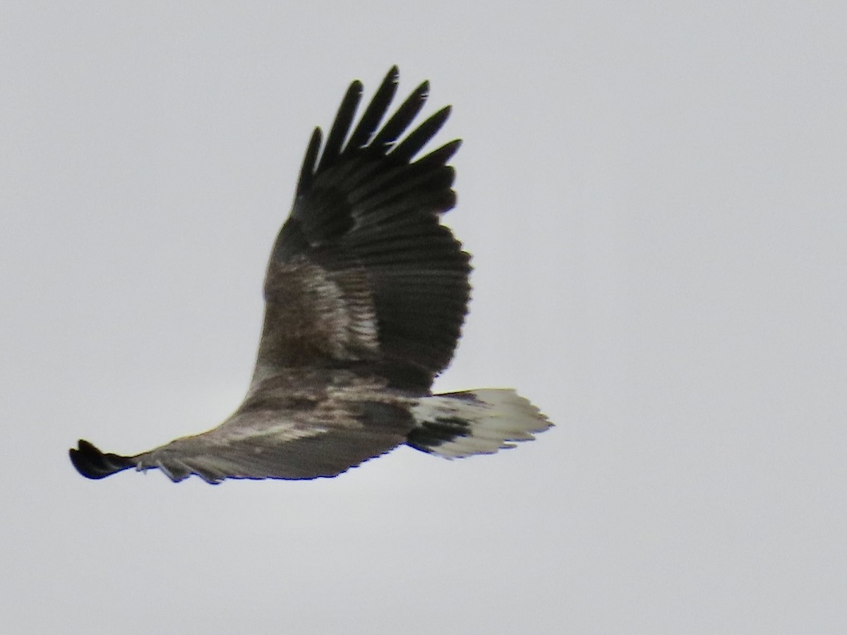 White-bellied Sea-Eagle - ML636632160