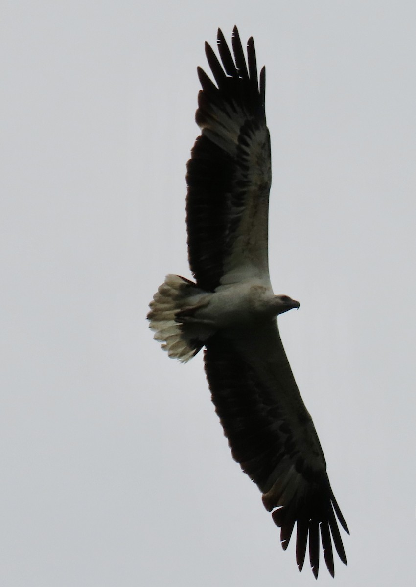 White-bellied Sea-Eagle - ML636632164