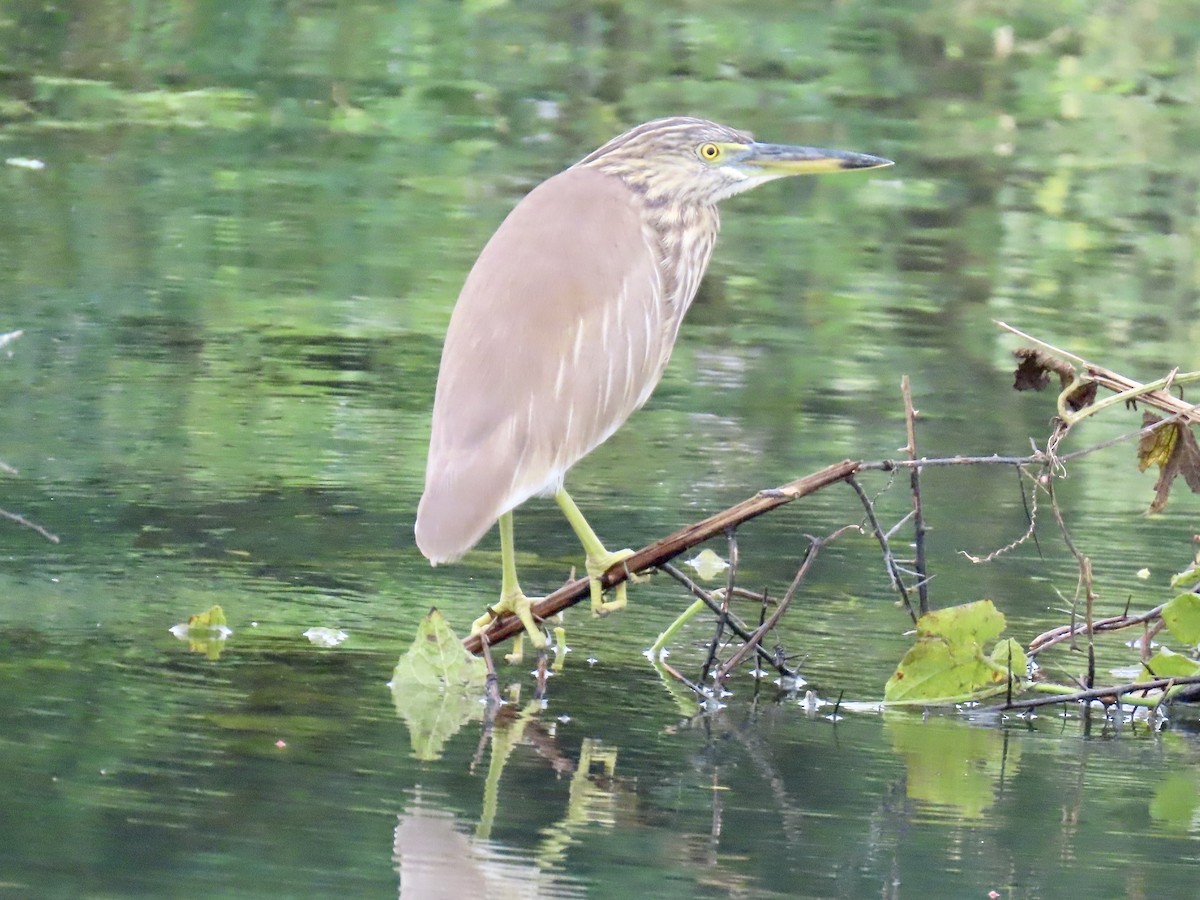 Indian Pond-Heron - ML636632180