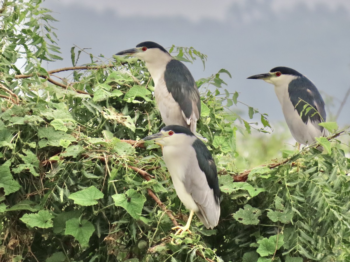 Black-crowned Night Heron - ML636632224