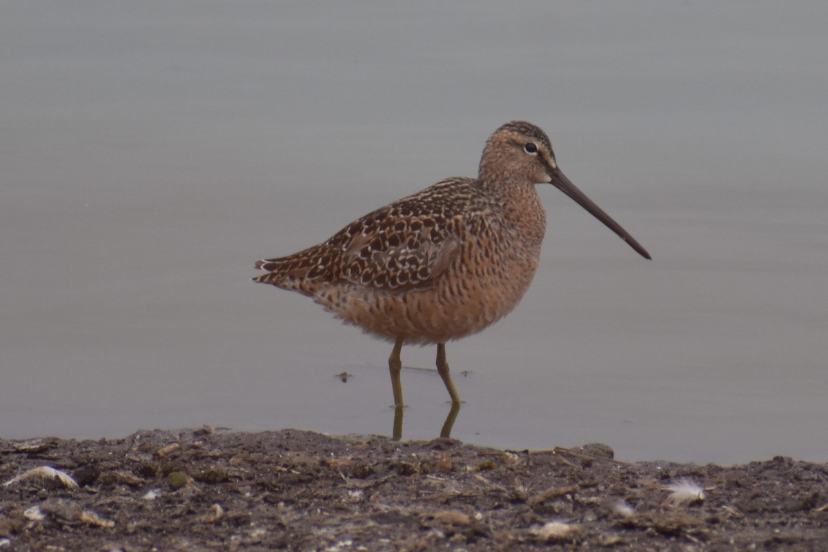 Long-billed Dowitcher - ML636632284