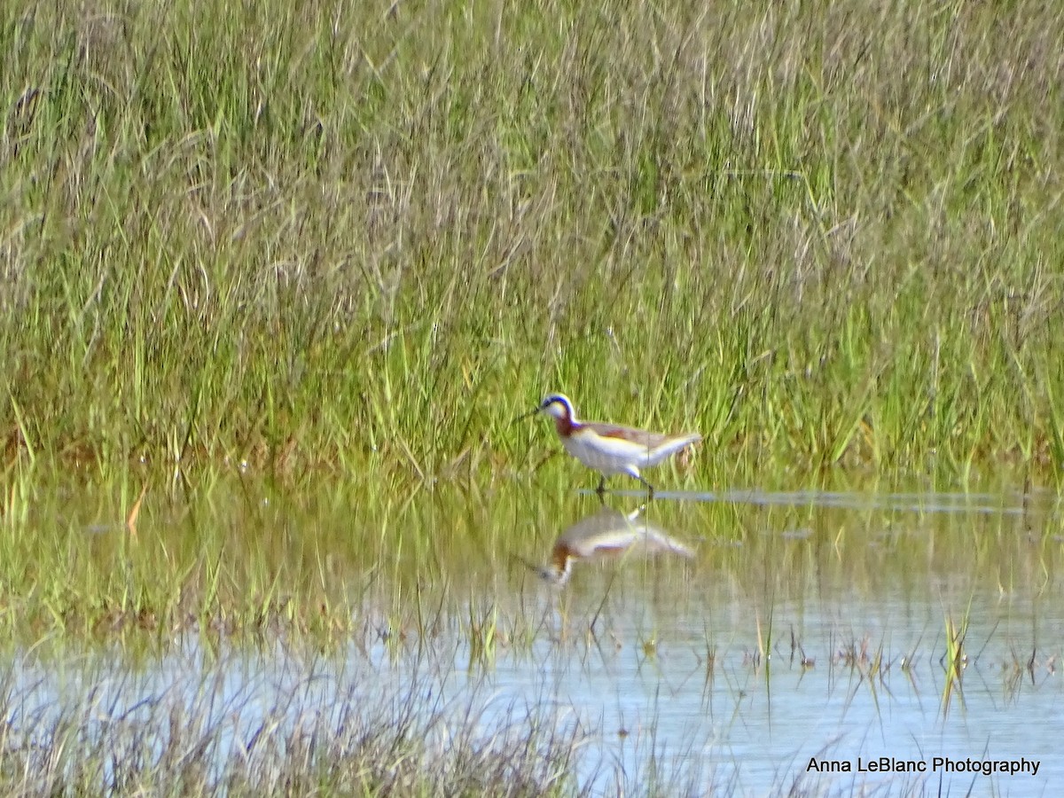 アメリカヒレアシシギ - ML636632288