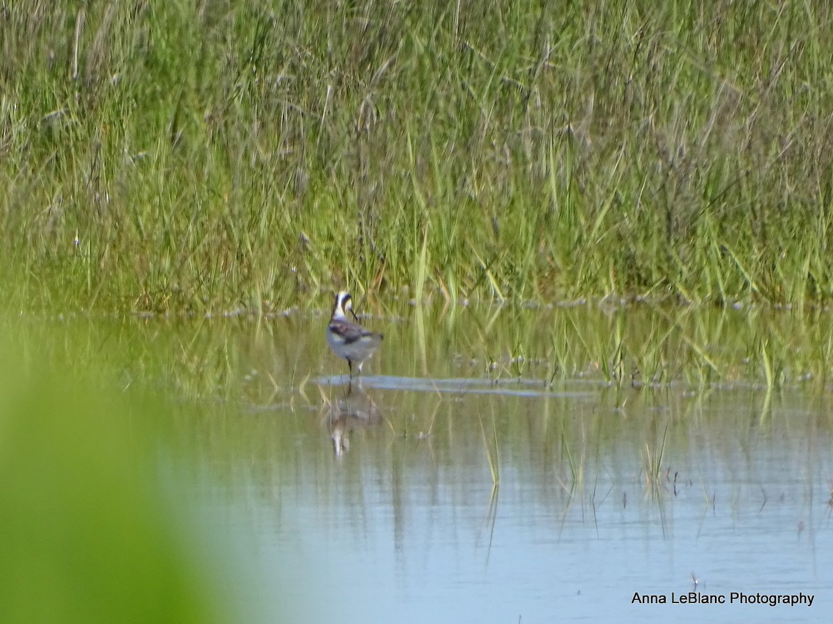 アメリカヒレアシシギ - ML636632311