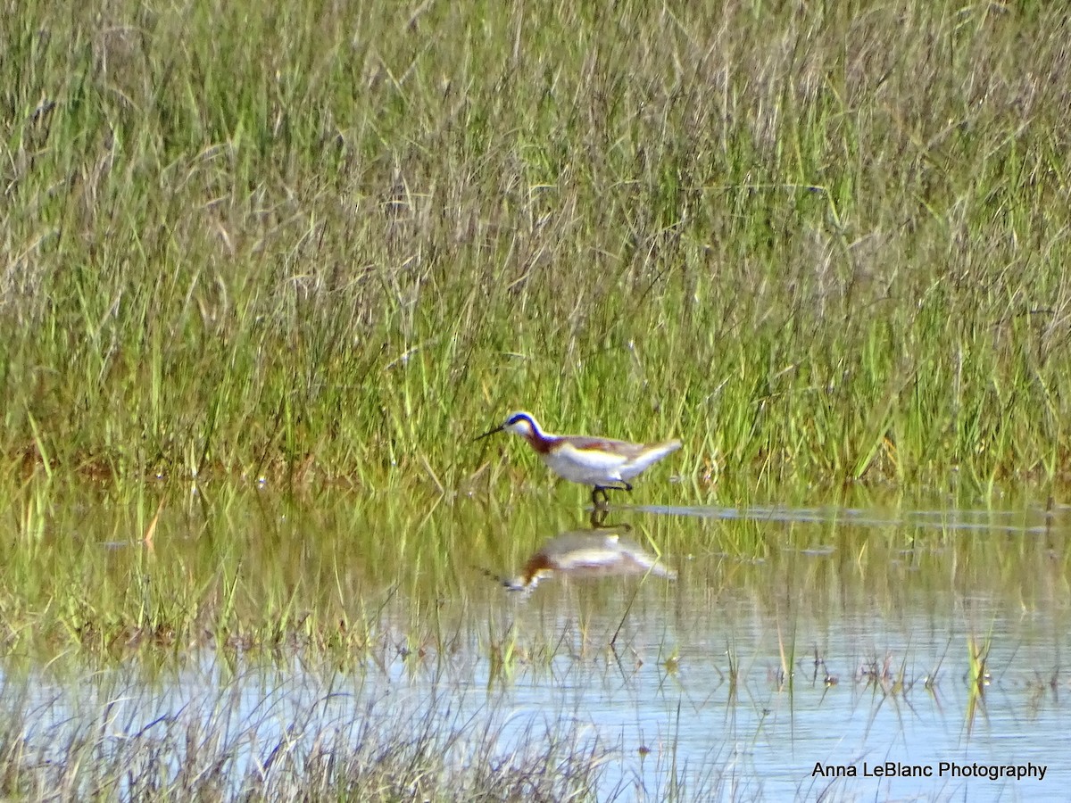 アメリカヒレアシシギ - ML636632326