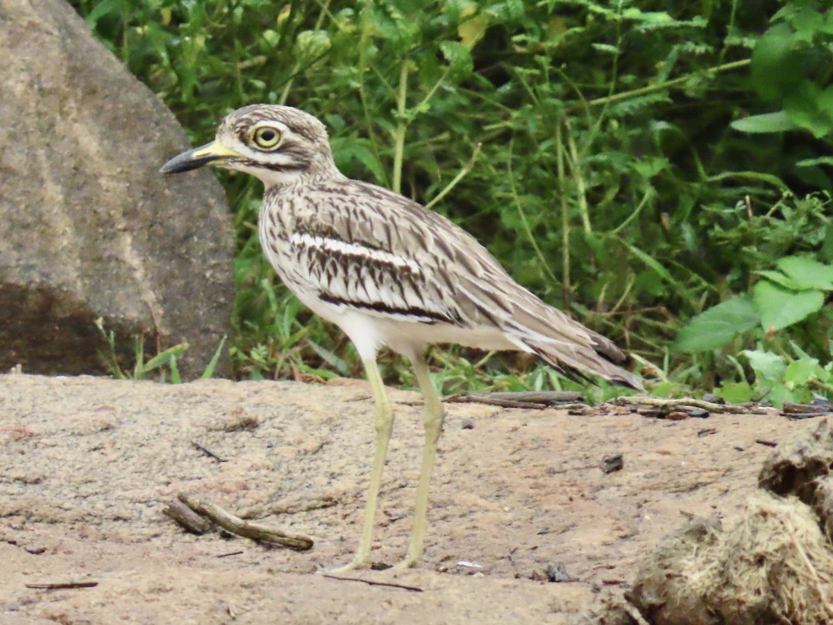 Indian Thick-knee - ML636632365