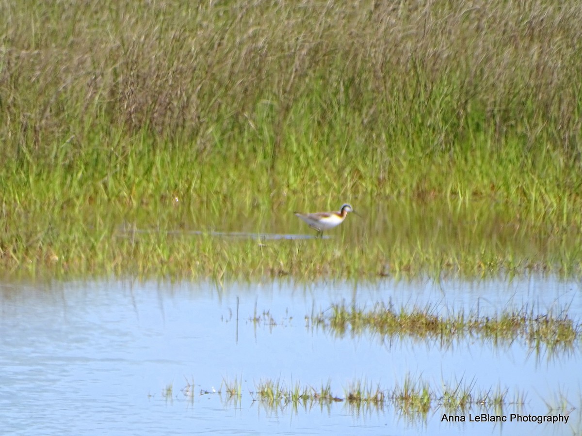 アメリカヒレアシシギ - ML636632370