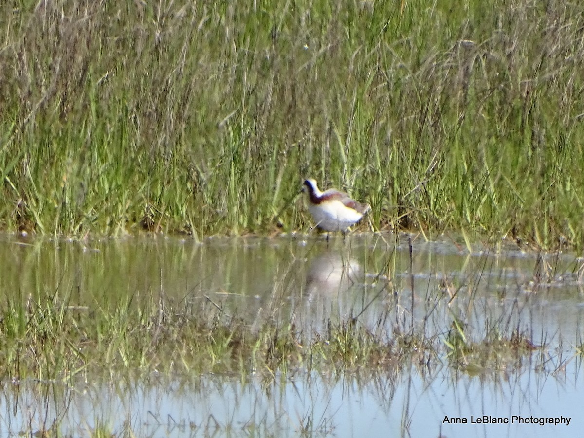 アメリカヒレアシシギ - ML636632385