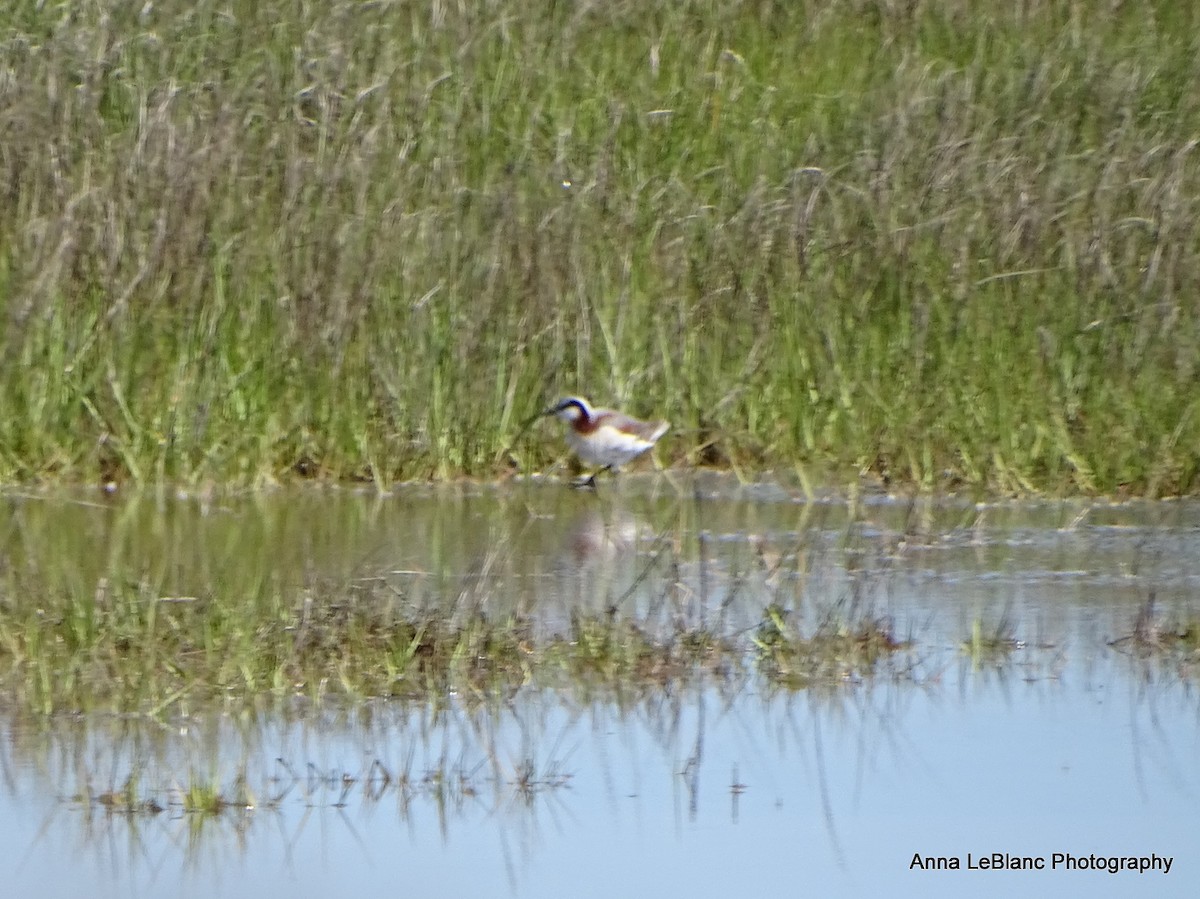 アメリカヒレアシシギ - ML636632398