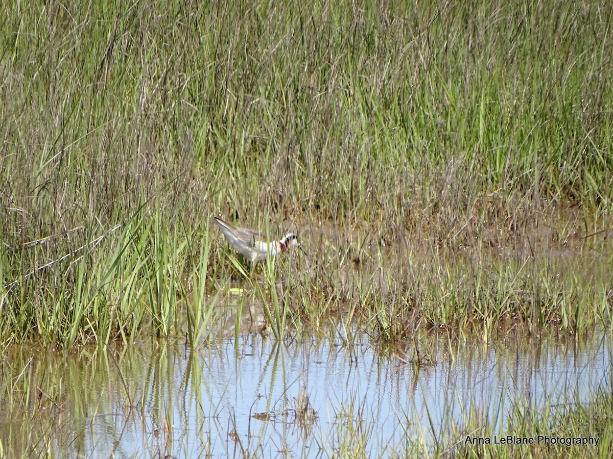 アメリカヒレアシシギ - ML636632415