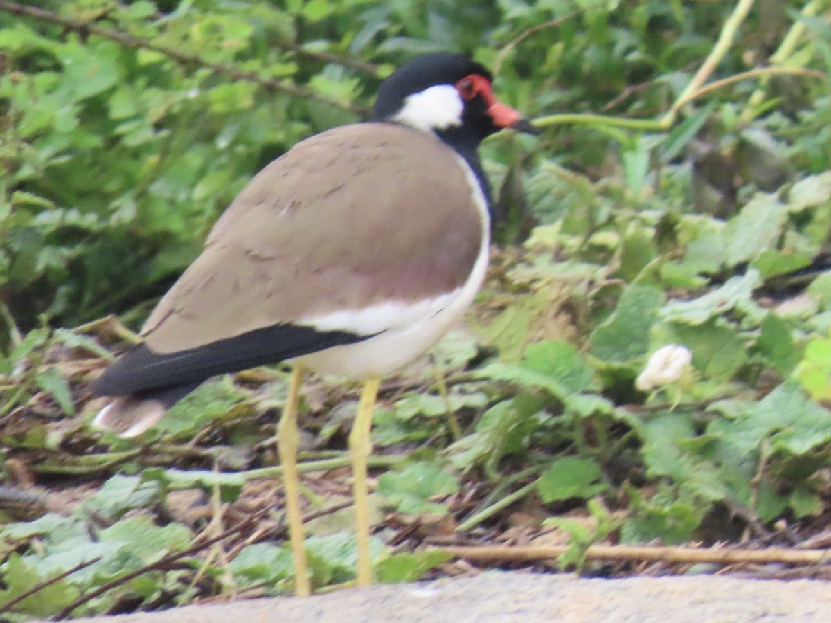 Red-wattled Lapwing - ML636632417