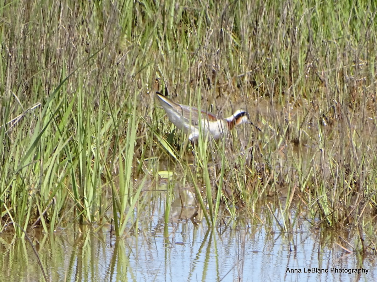 アメリカヒレアシシギ - ML636632447