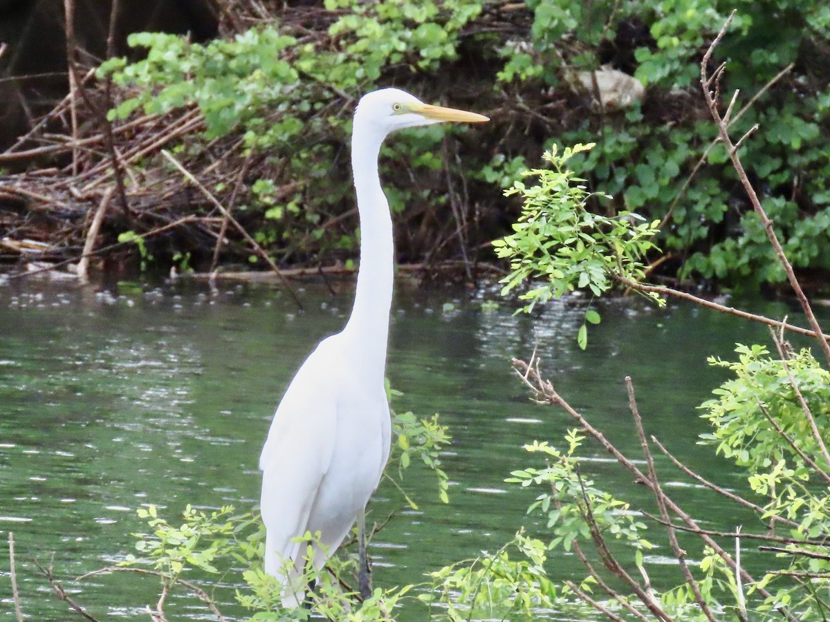 Great Egret - ML636632464