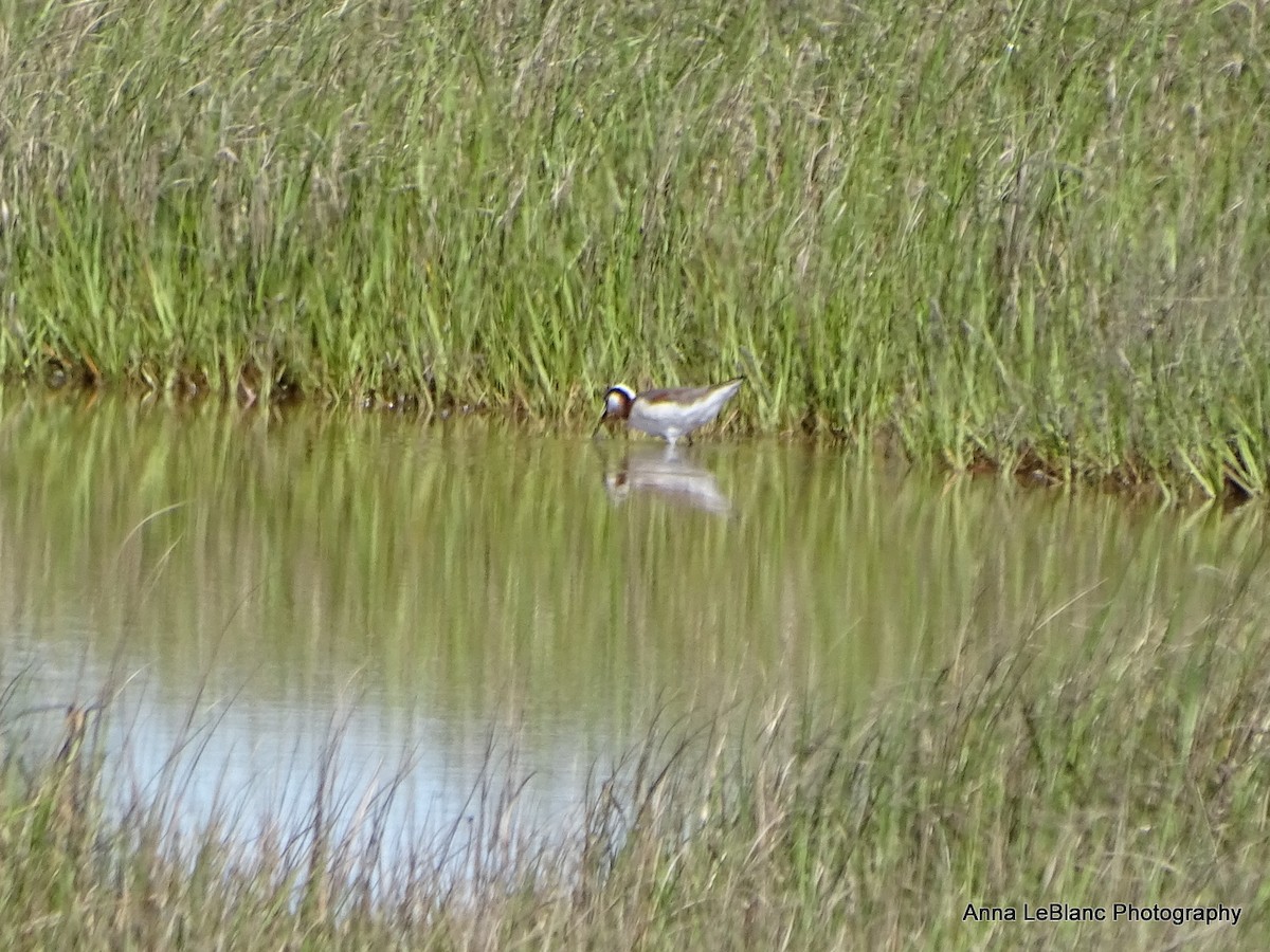 アメリカヒレアシシギ - ML636632485