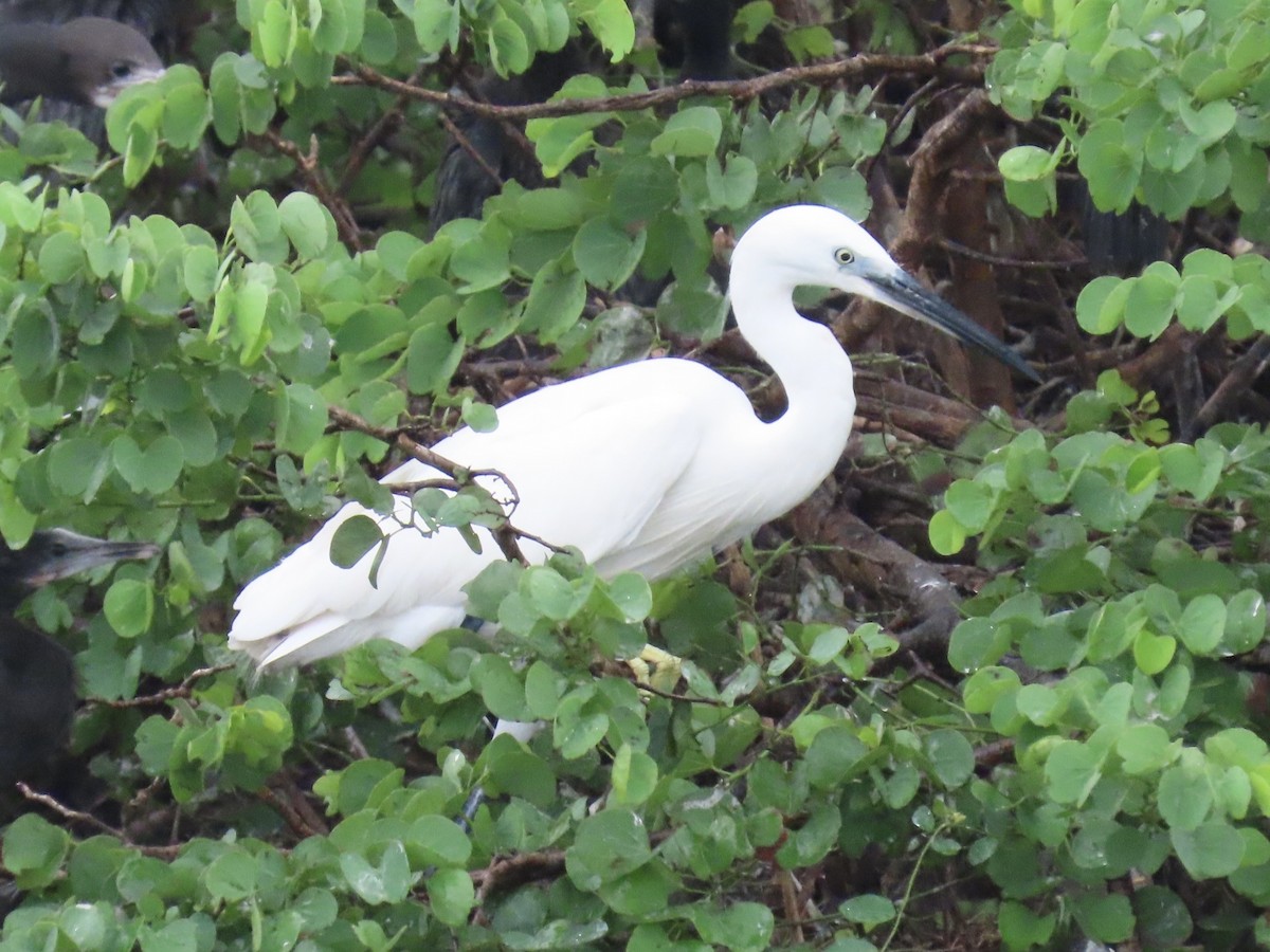 Little Egret - ML636632513
