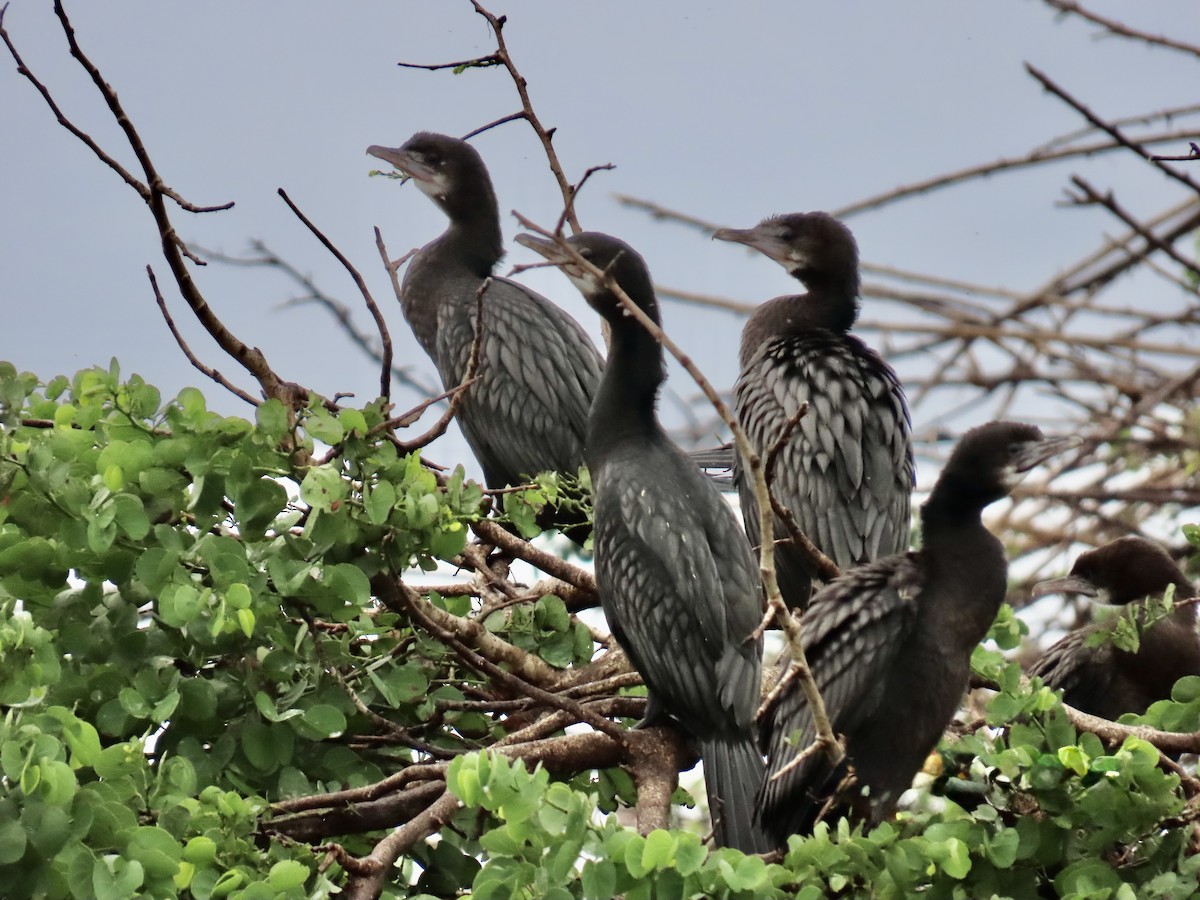 Little Cormorant - ML636632528