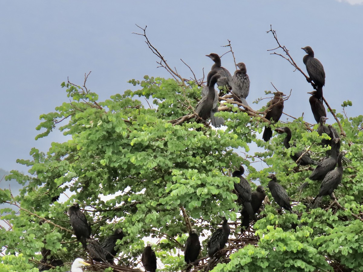Indian Cormorant - ML636632542