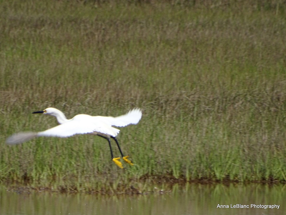 ユキコサギ - ML636632549