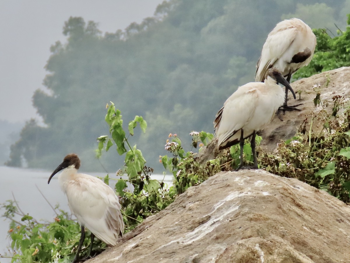 Black-headed Ibis - ML636632551
