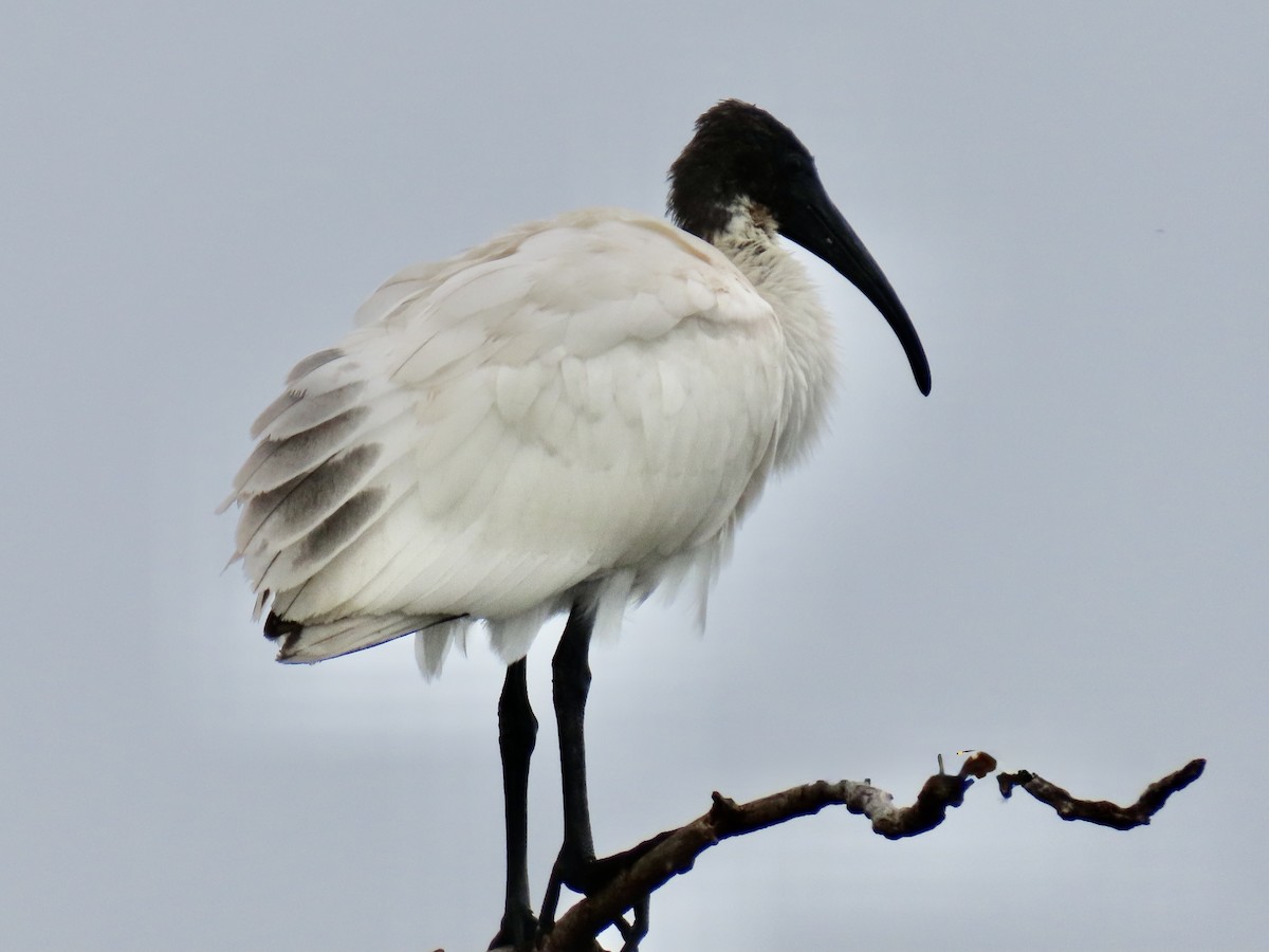 Black-headed Ibis - ML636632553