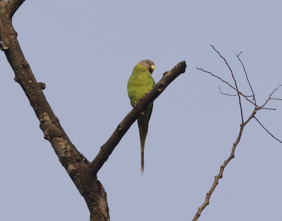 Blossom-headed Parakeet - ML636632568