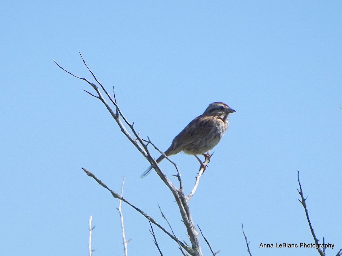 ウタスズメ（melodia／atlantica） - ML636632571