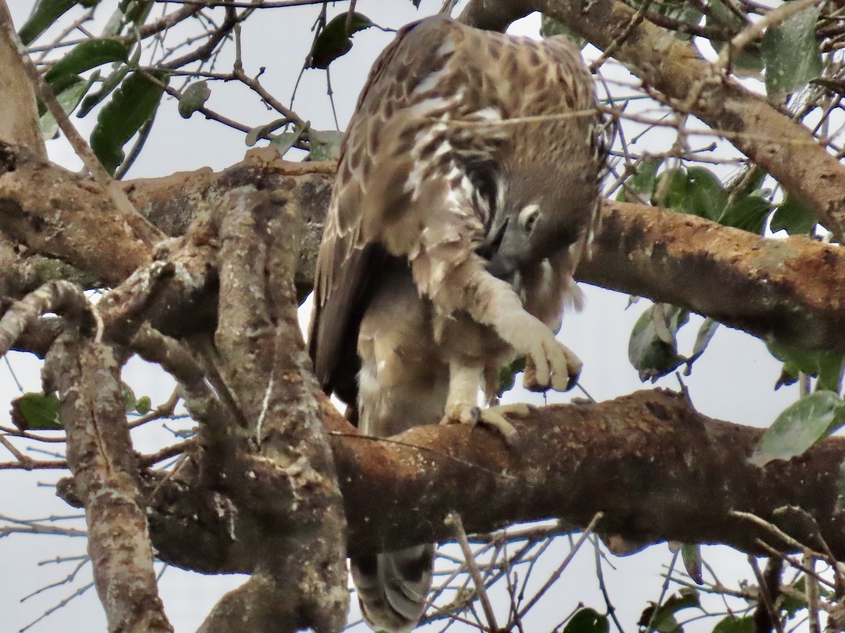 Changeable Hawk-Eagle - ML636632573