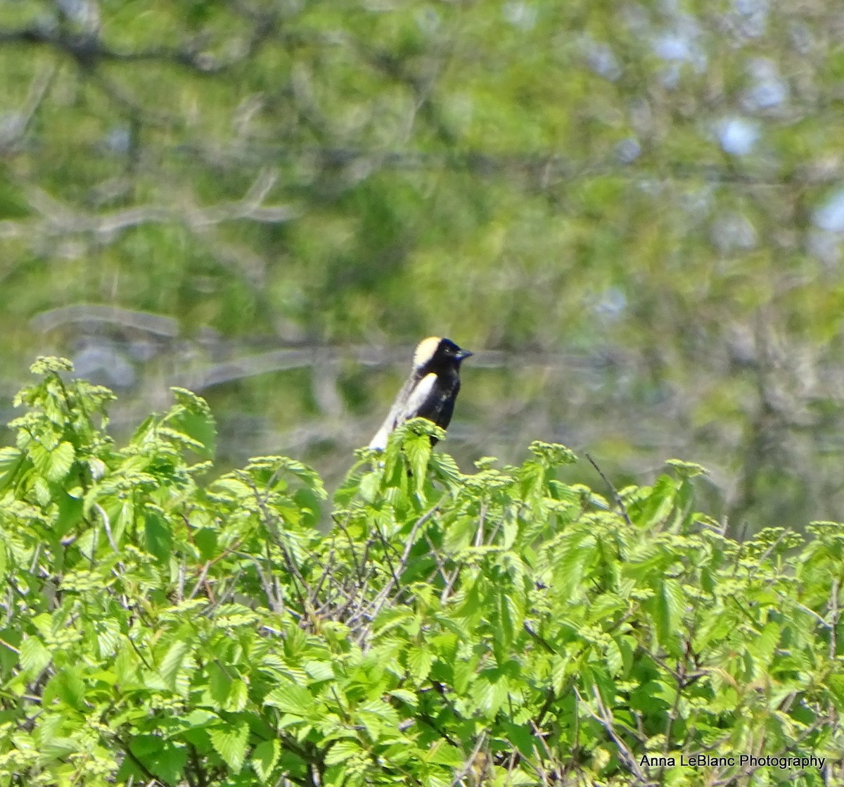 ボボリンク - ML636632598