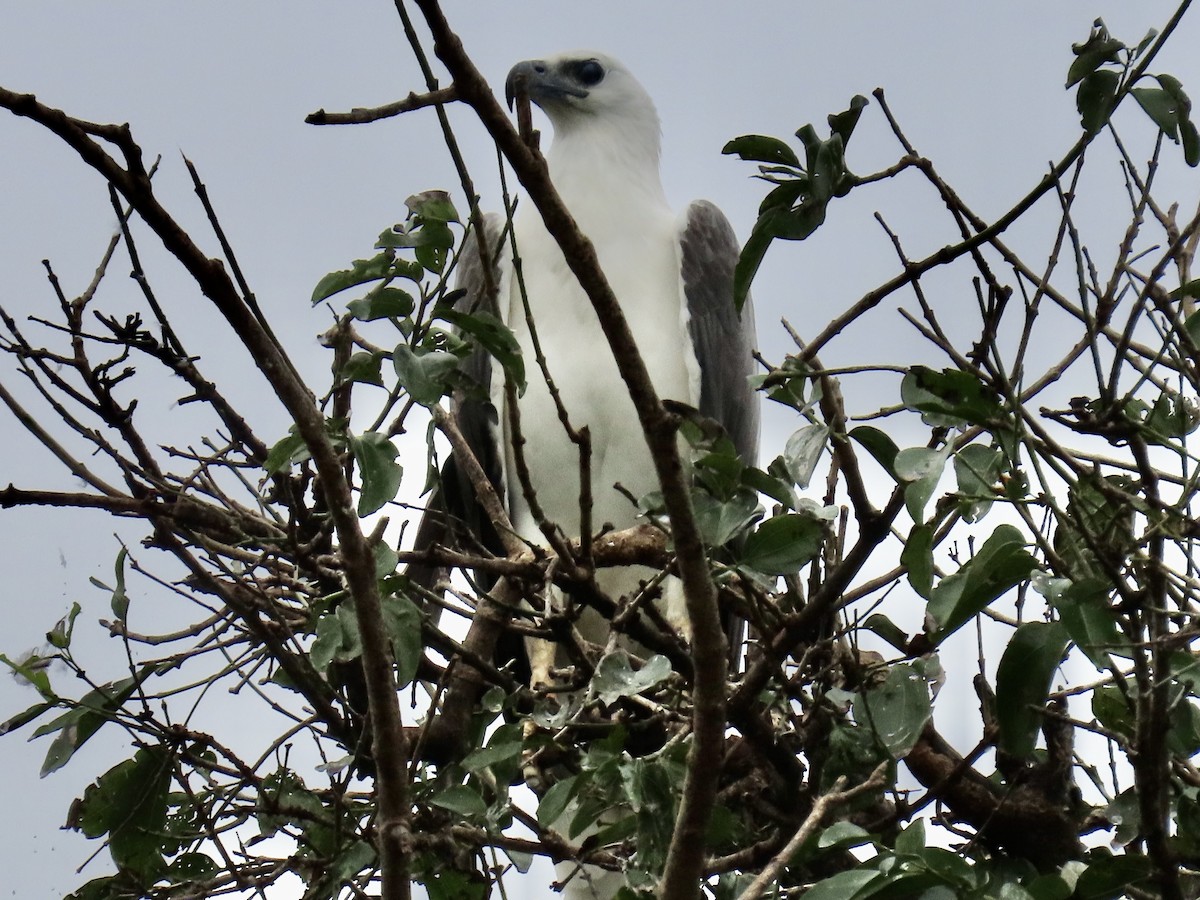 White-bellied Sea-Eagle - ML636632599