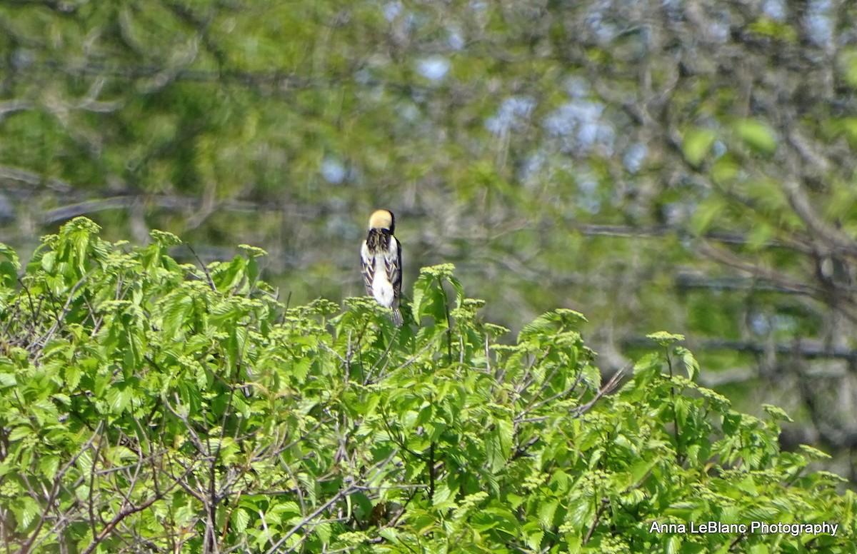 ボボリンク - ML636632608