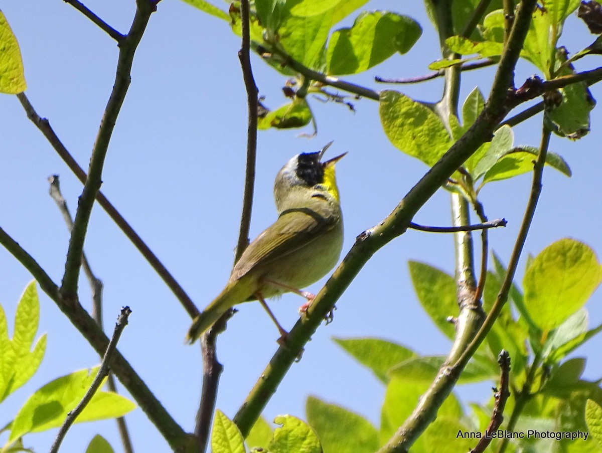 カオグロアメリカムシクイ - ML636632644