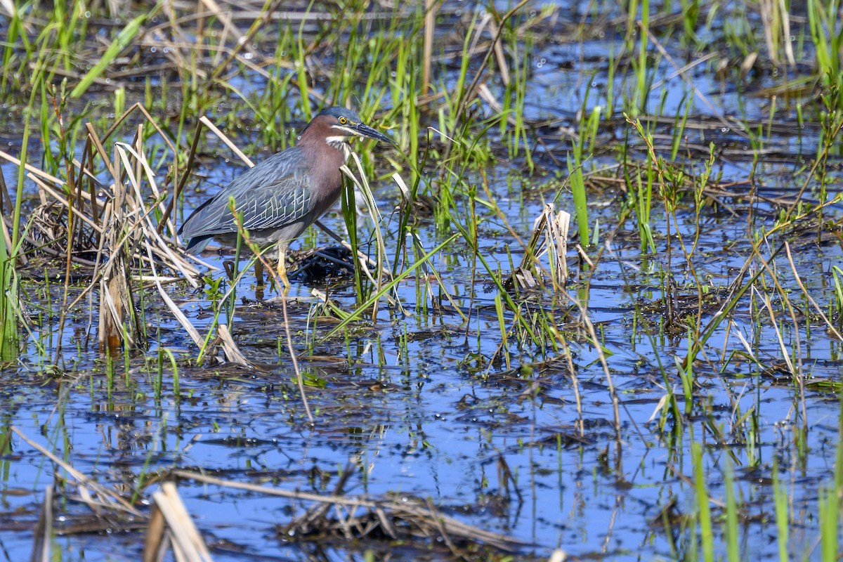 Green Heron - ML636632660