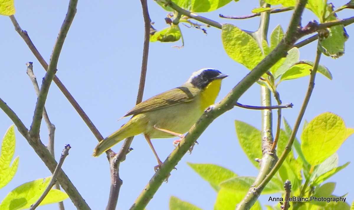 カオグロアメリカムシクイ - ML636632663