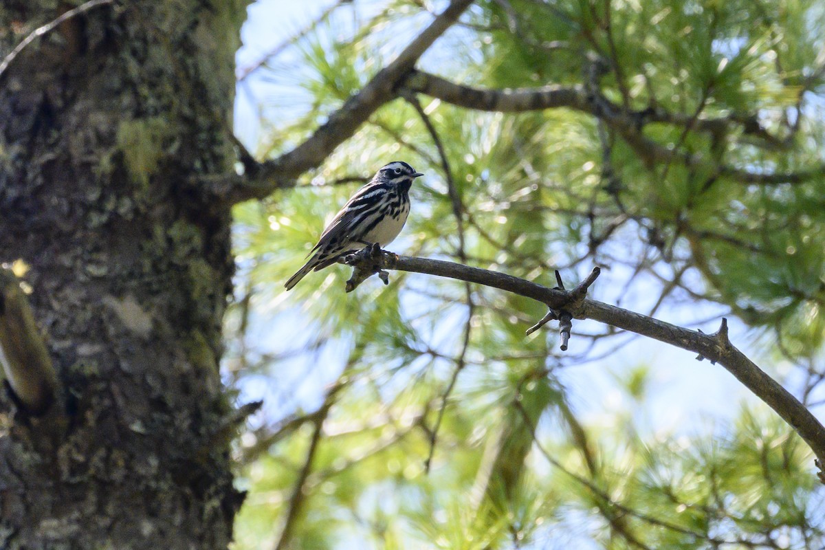 Black-and-white Warbler - ML636632803
