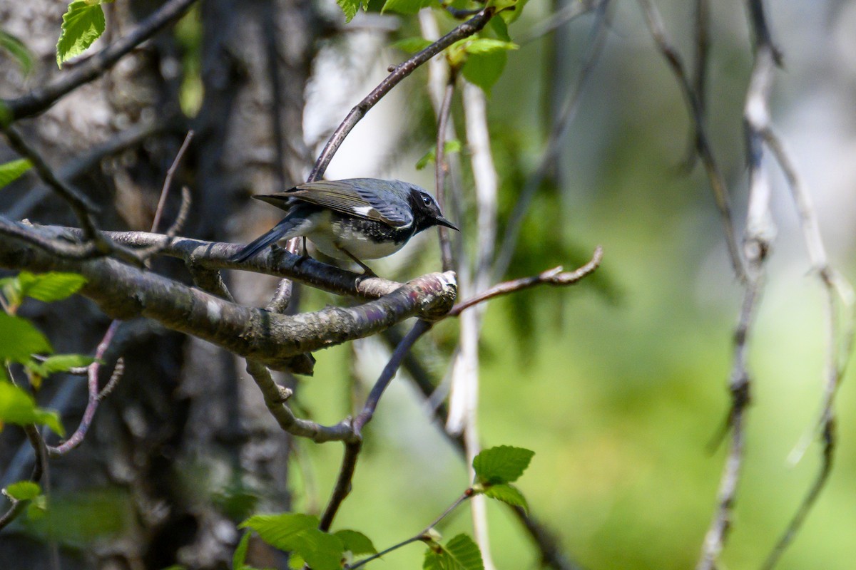 Black-throated Blue Warbler - ML636632832