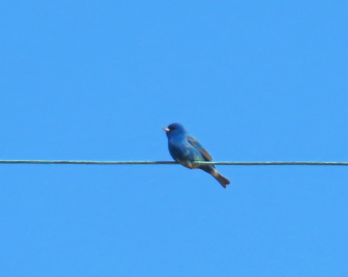 Indigo Bunting - ML636632843