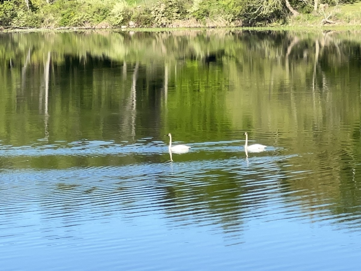 Trumpeter Swan - ML636633076