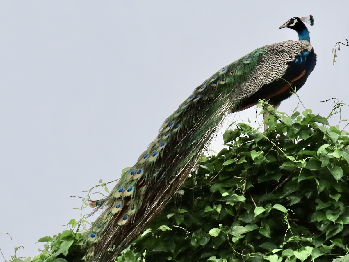 Indian Peafowl - ML636633185