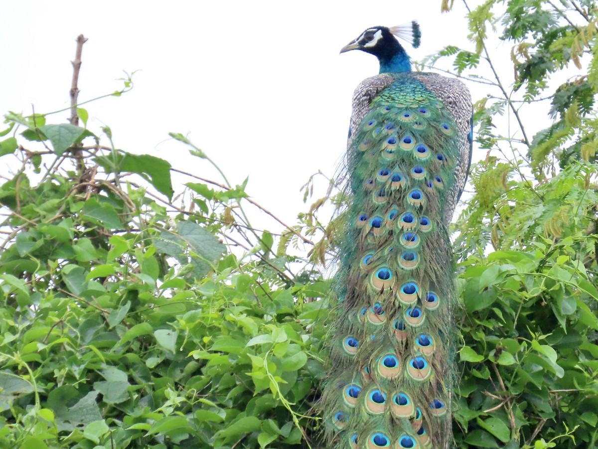 Indian Peafowl - ML636633198