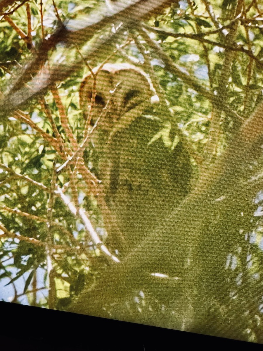 American Barn Owl - ML636633220