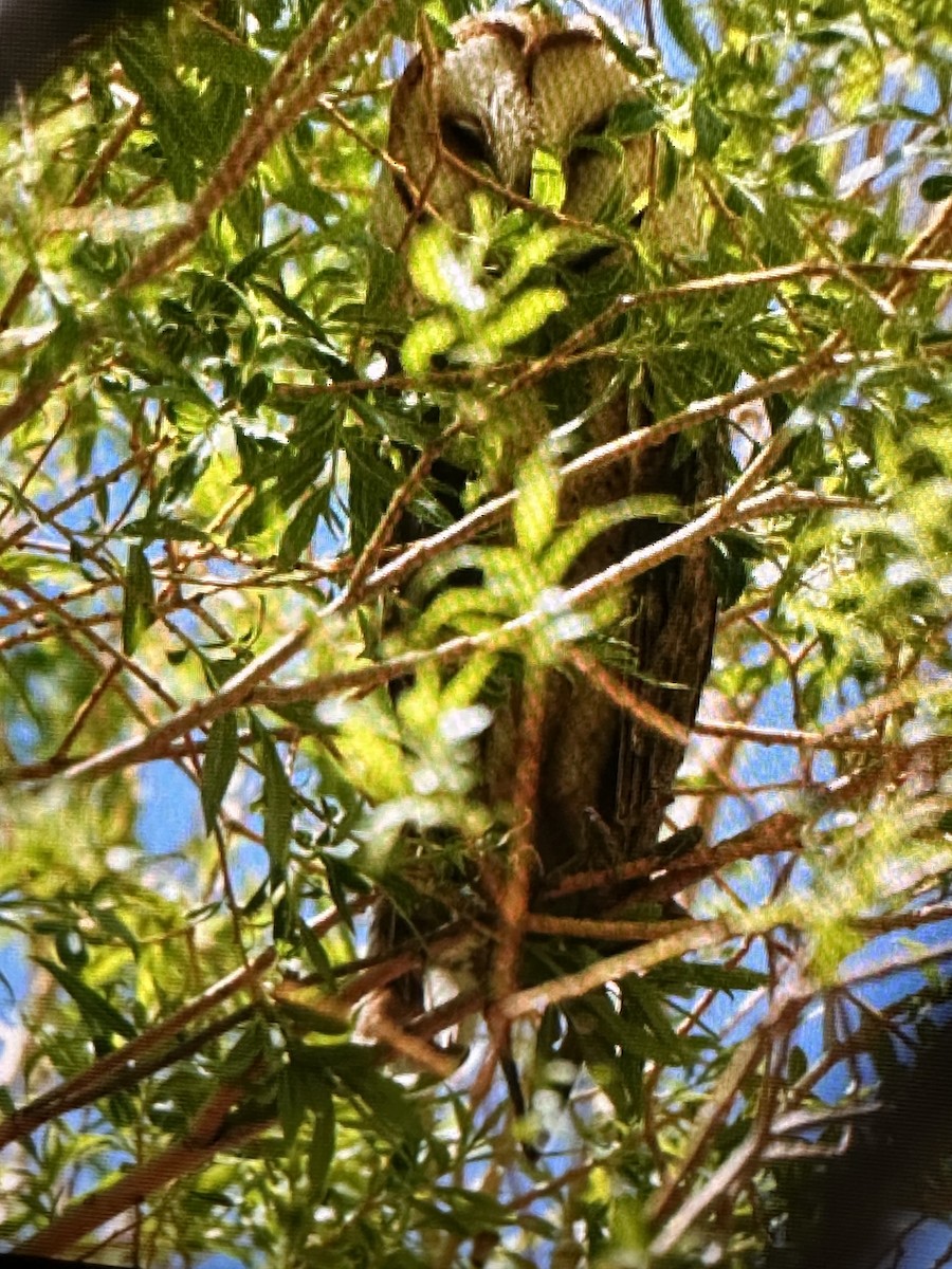 American Barn Owl - ML636633221