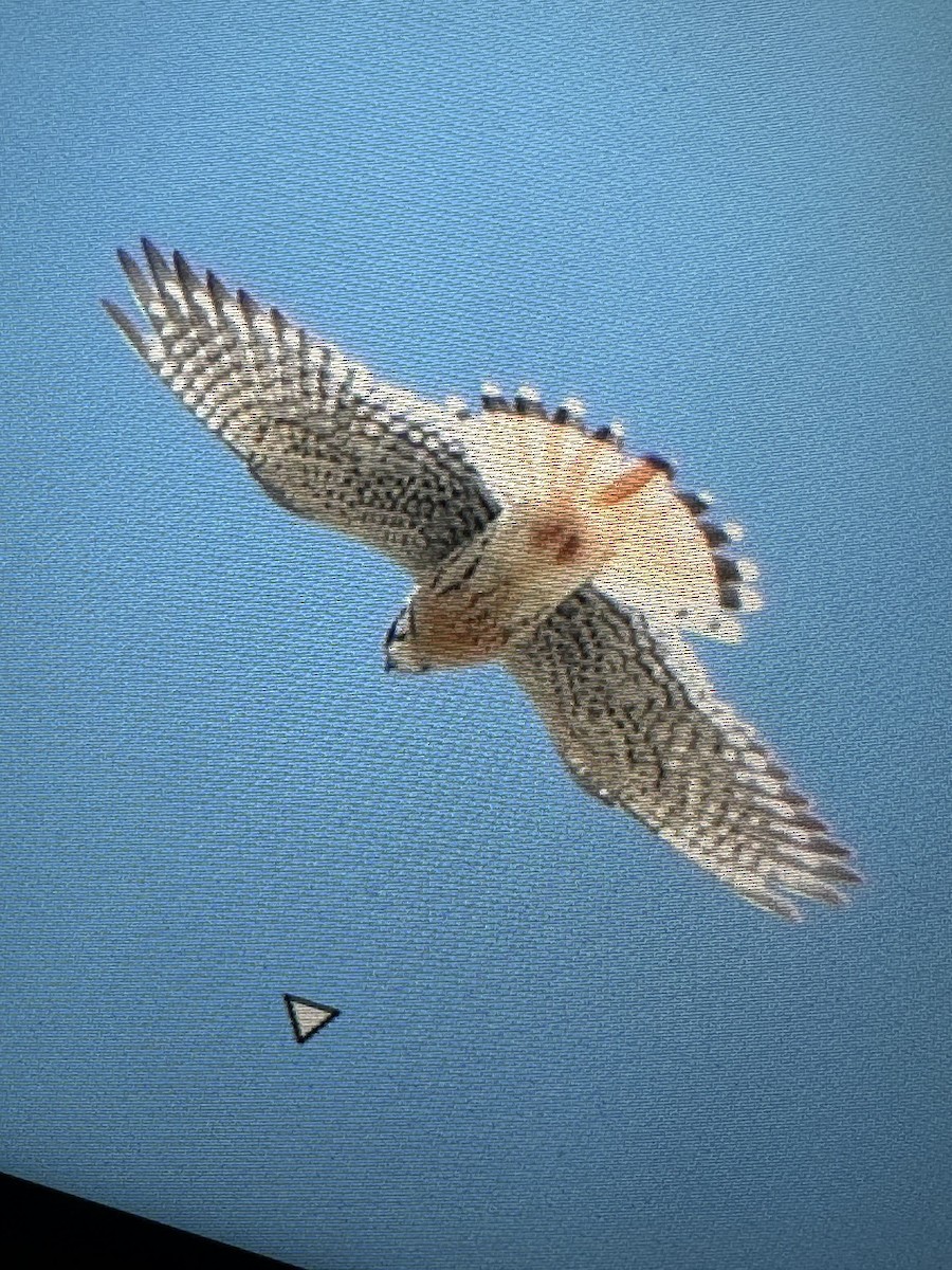 American Kestrel - ML636633233