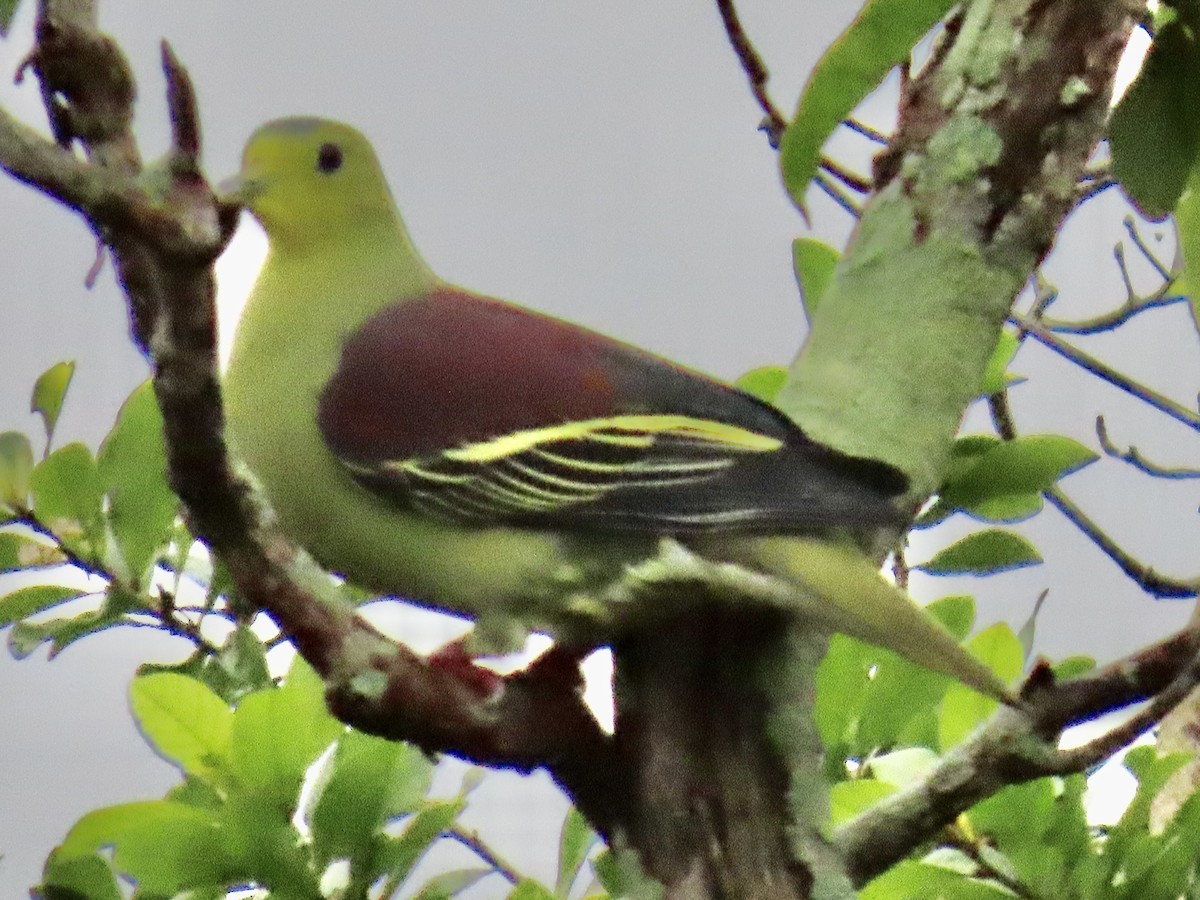 Sri Lanka Green-Pigeon - ML636633259