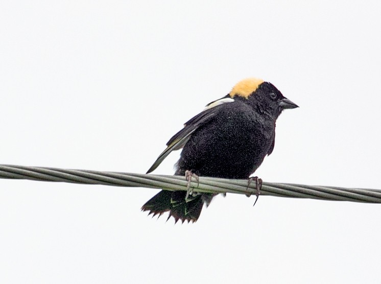 Bobolink - ML636633267