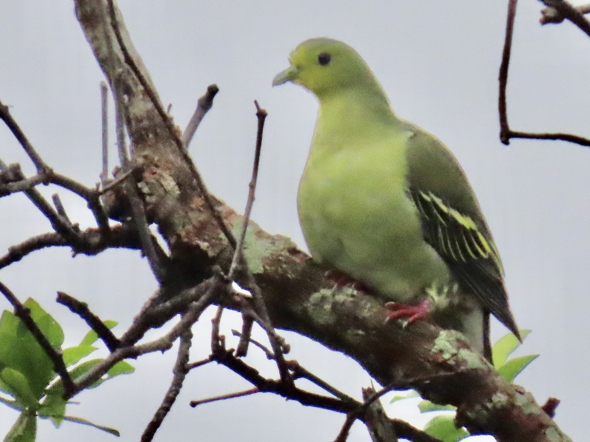 Sri Lanka Green-Pigeon - ML636633271